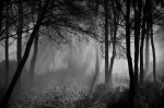 Bosque mágico