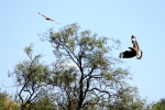 Carancho (Caracara plancus)