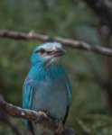 Carraca