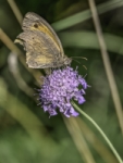 Cazals 21b