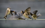 CEBA DE LA GOLONDRINA