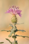 Centaurea costera