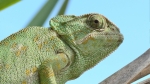 Chamaeleo chamaeleon