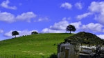 árbol de la vida