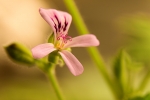 Citronela