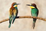 Colores de primavera