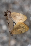 Colotis