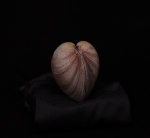Corazón de mar