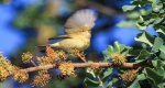 Danza Phylloscopus collybita