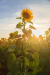 girasol