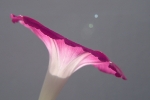 Destello