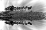 Doñana