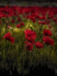 Tiempo de amapolas