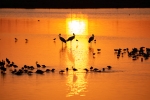 Moritos, flamencos y cigüeñuelas