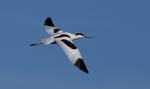 el vuelo de la avoceta