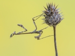 Empusa pennata
