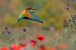 Entre flores