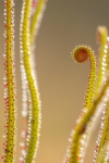 Espiral de cristal