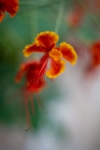 Experimentos con lentes raras. Flor dubaití.