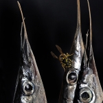MIRADAS