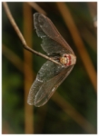 Caniles dragonfly.