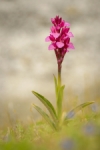 Orquídea mariposa