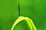 Verde que te quiero verde