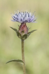 Azafrán silvestre azul