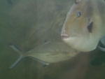 Acuarium