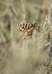 Arlequín (Zerynthia Rumina)