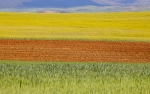 Campos de Castilla