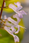 Flor del dinero