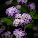 Heliotropos