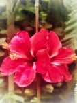 Hibiscus