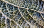 Hoja helada