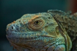 Iguana