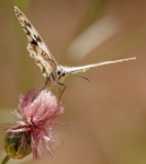 Mariposa diurna