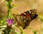 Mariposas diurnas