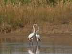 Flamencos