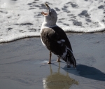 Gaviota