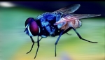 la Mosca
