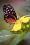 Mariposa
