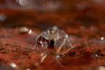 Magic spider