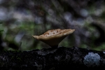 La Choza