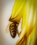 La abeja