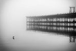 La gaviota