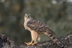 LA MIRADA DEL AZOR JUVENIL.