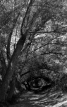 LA NATURALEZA NOS OBSERVA