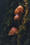 Laccaria