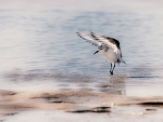 Levantando el vuelo